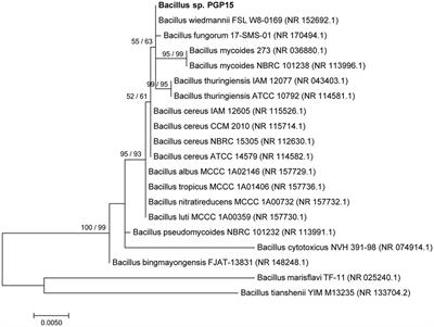 Enhancing the Phytoremediation of Heavy Metals by Combining Hyperaccumulator and Heavy Metal-Resistant Plant Growth-Promoting Bacteria